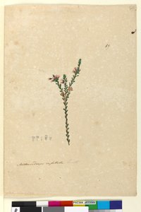 Page 89. Metrosideros capitata